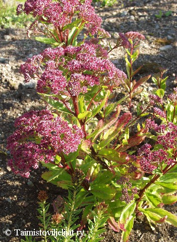 Sedum borderi